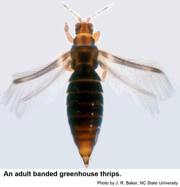 An adult banded greenhouse thrips